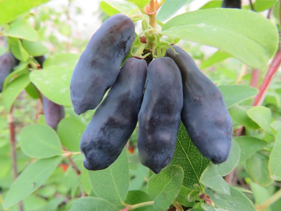 Haskap- Blue Banana