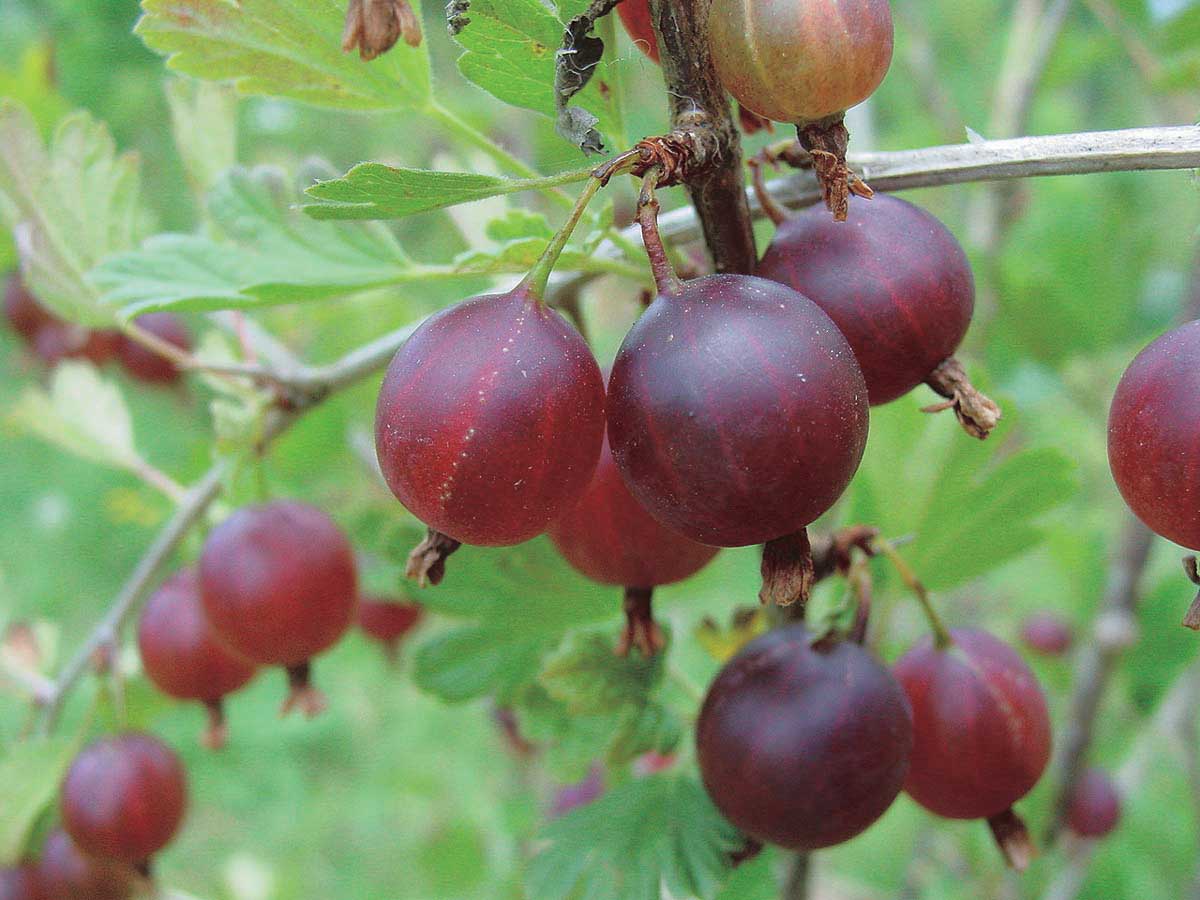 Gooseberry, Jahn's Prairie