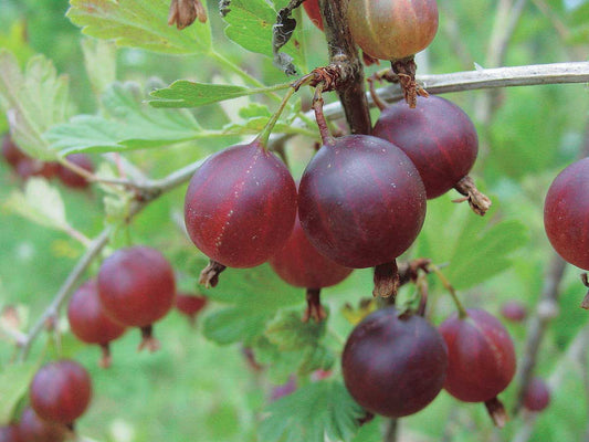 Gooseberry, Jahn's Prairie