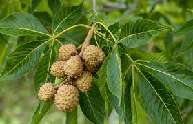 Ohio buckeye