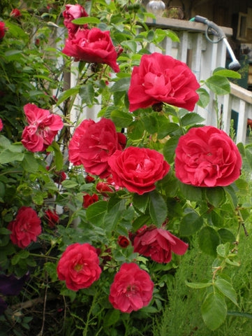 Rose - John Cabot