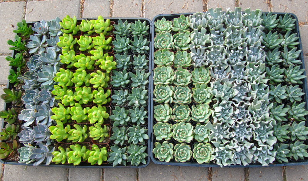 Succulents, mixed