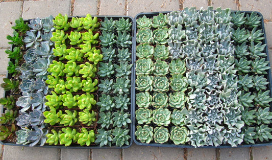Succulents, mixed