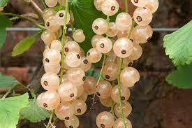 Currant, White - White Pearl