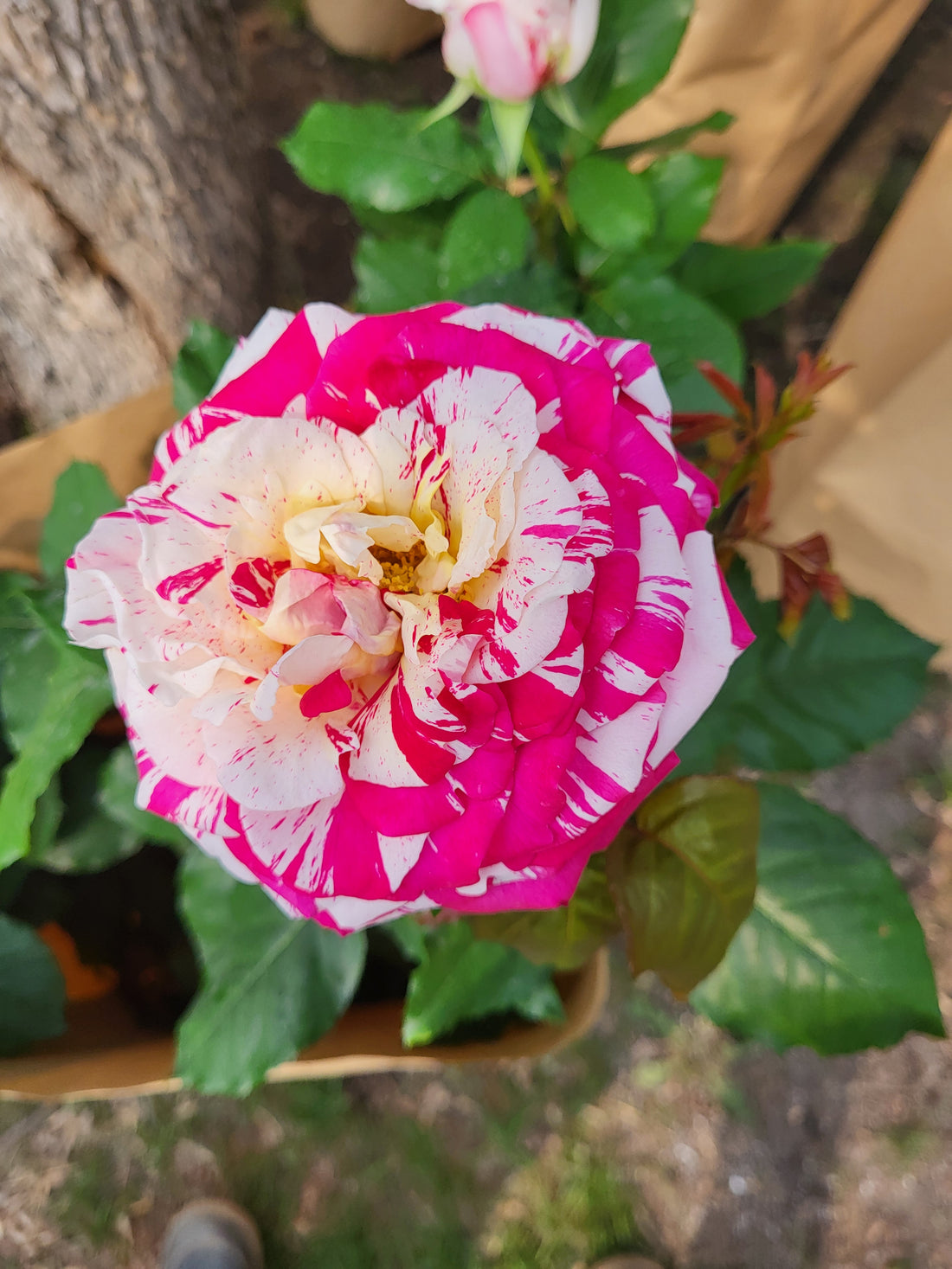 Overwintering Hybid Tea and Floribunda Roses