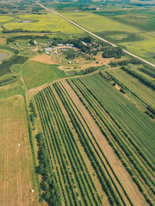 Successfully Growing Fruit in AB