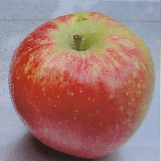 Apple - Kandy Crisp