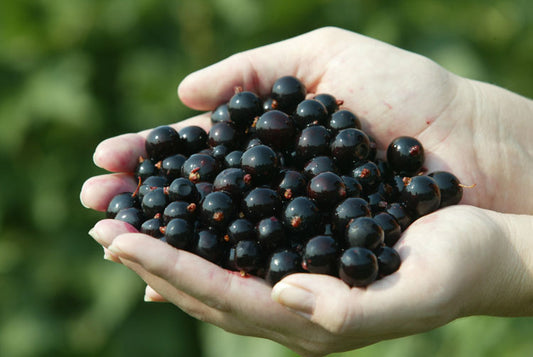 handful of black currant berries
