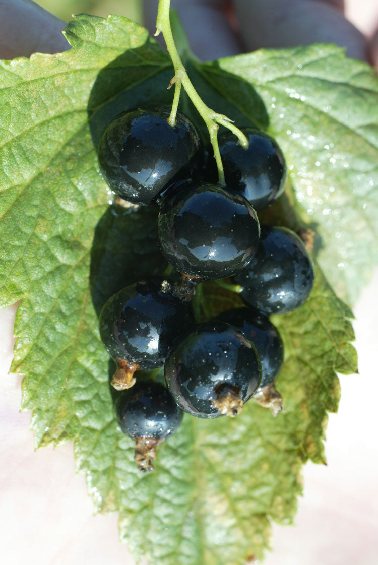 black currant berries shimmering on a leaf