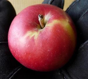 A crisp juicy apple with medium sweetness, best eaten fresh right off the tree. Red blushed apple.