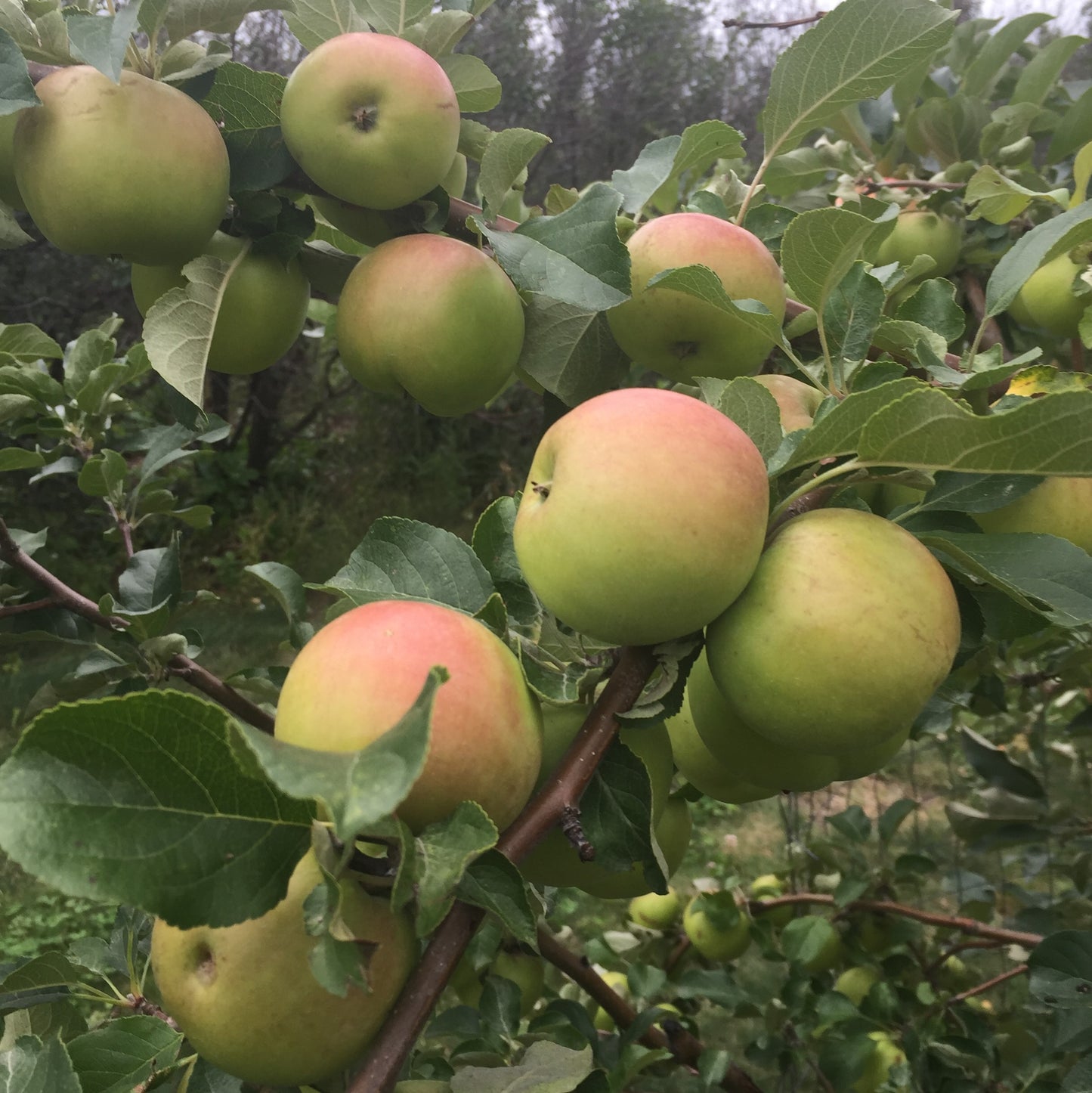 Apple - Carlos Queen