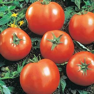 Tomato, Ball's Beefsteak