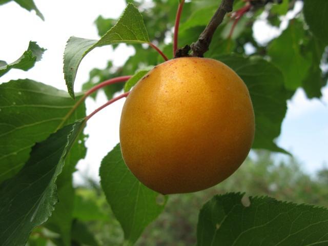 Casino apricot cold hardy for the alberta praries