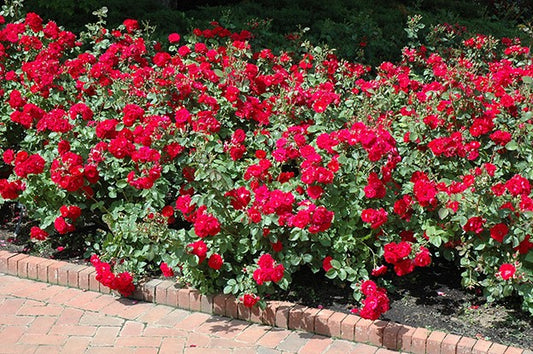 Rose - Champlain