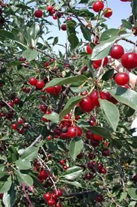 Sour cherries in a bush