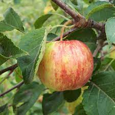 Apple Crab - Chestnut