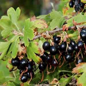 clove currants growing on the bush