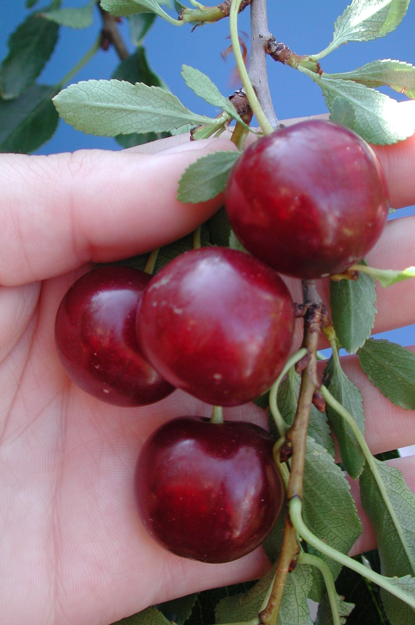 Big red cherries in alberta
