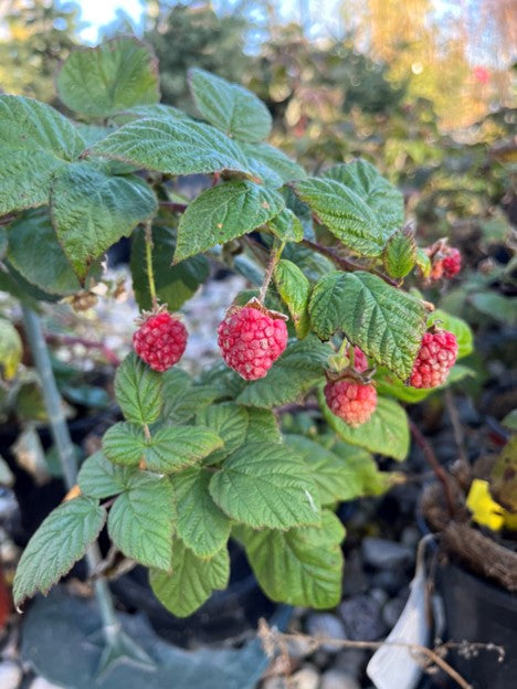 Raspberry - Double Delight