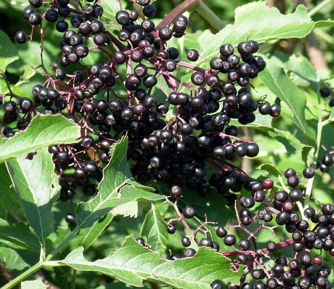 Elderberry - Adams