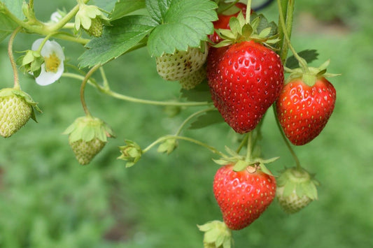 Strawberry, Fort Laramie