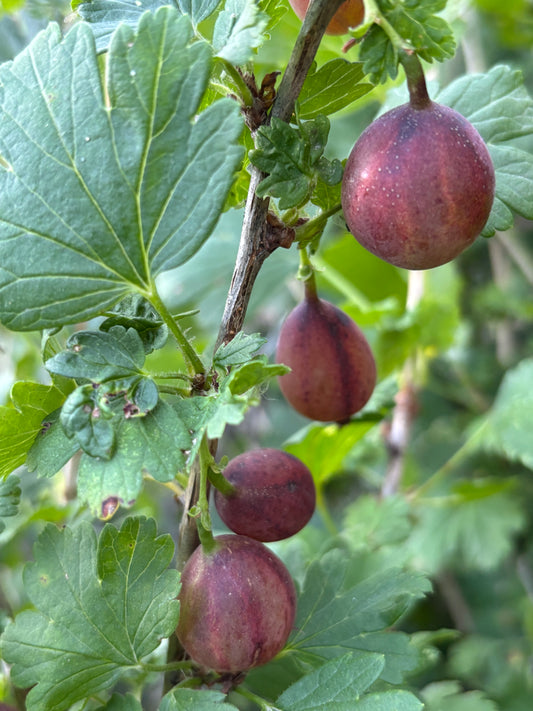 Gooseberry, Jahn's Prairie