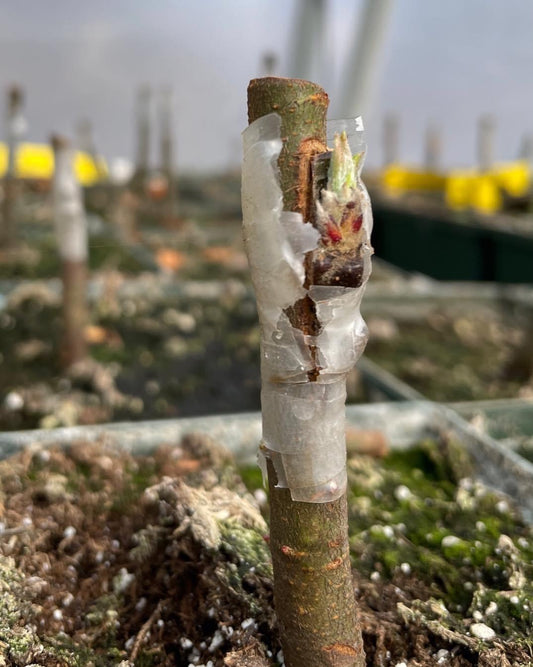 Grafting Class May 16, 2026