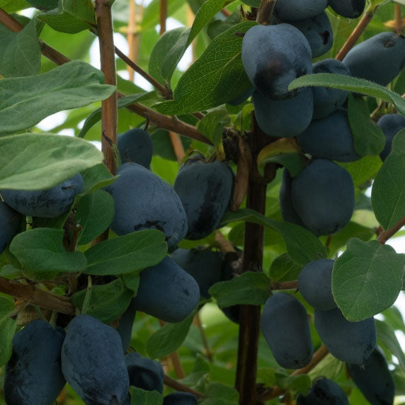 Haskap berries on the bush