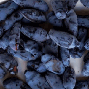haskap berries