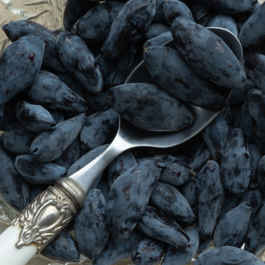 Haskap berries fresh