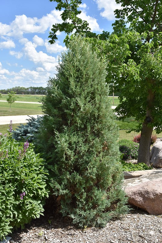 Juniperus Medora