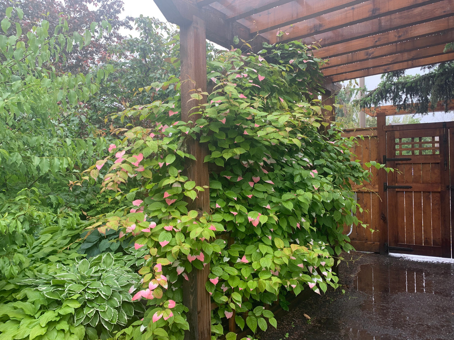 hardy kiwi foliage in alberta