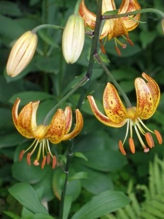 Martagon Lily - Aspen Gold