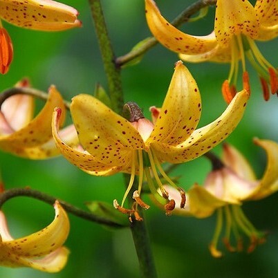 Martagon Lily -Mrs. Backhouse