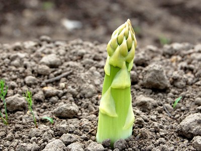 asparagus spear growing from the ground. Millennium asparagus