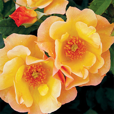 Rose, Morden Sunrise