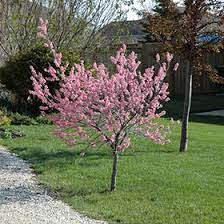 Plum - Muckle Ornamental Plum