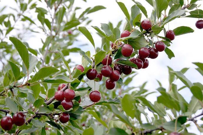 Cherries growing on branch