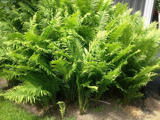 Fern - Native