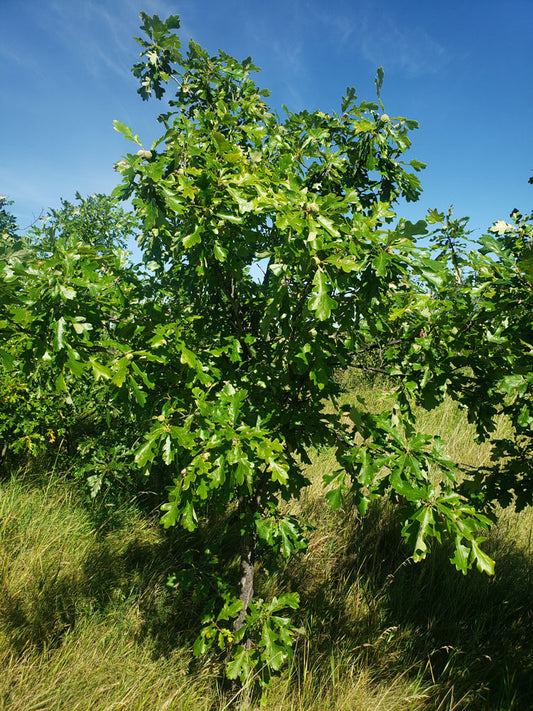 Oak - Burr