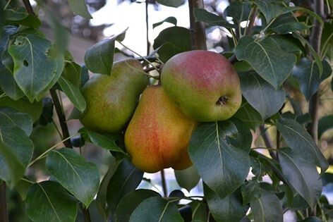 Pear - Vekovaya