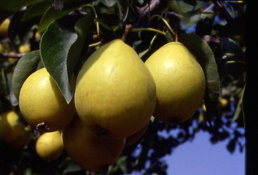Pear - Early Gold