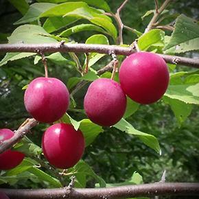 Plum - Tecumseh – DNA Gardens