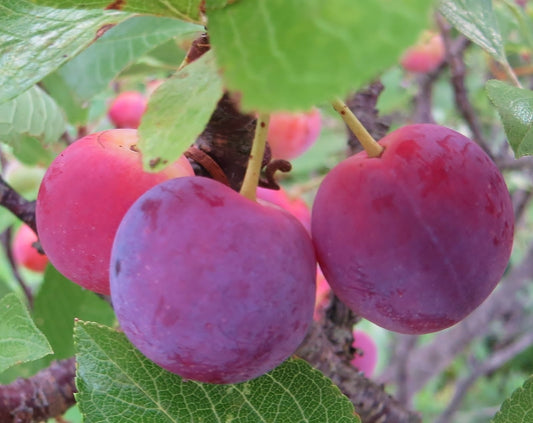 Plum - Wild American