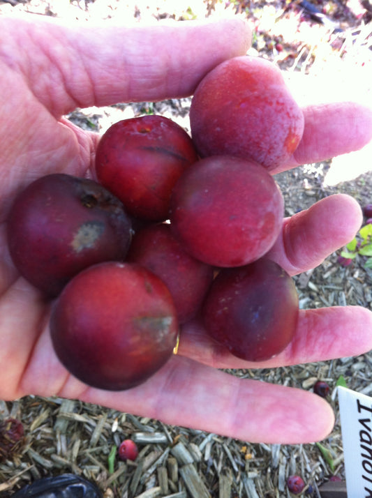 Plum - Ivanovka