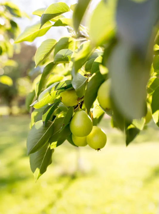 Pear - Prairie Welcome