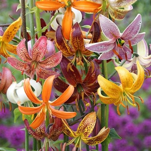Martagon Lily - Rainbow varieties