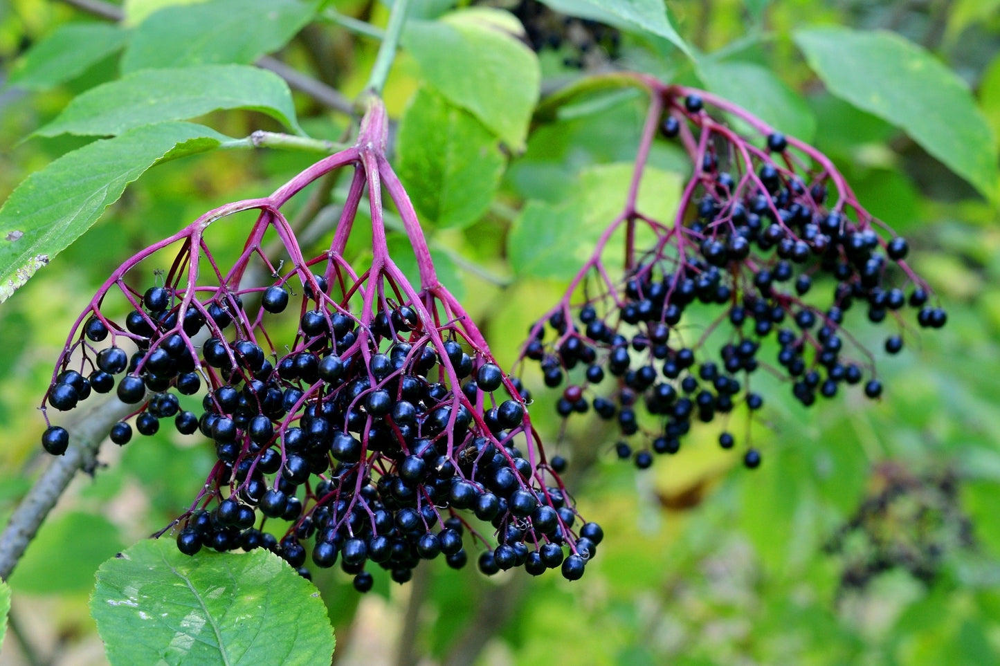 Elderberry - Ranch