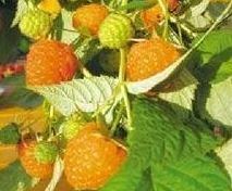 Raspberry - Honey Queen