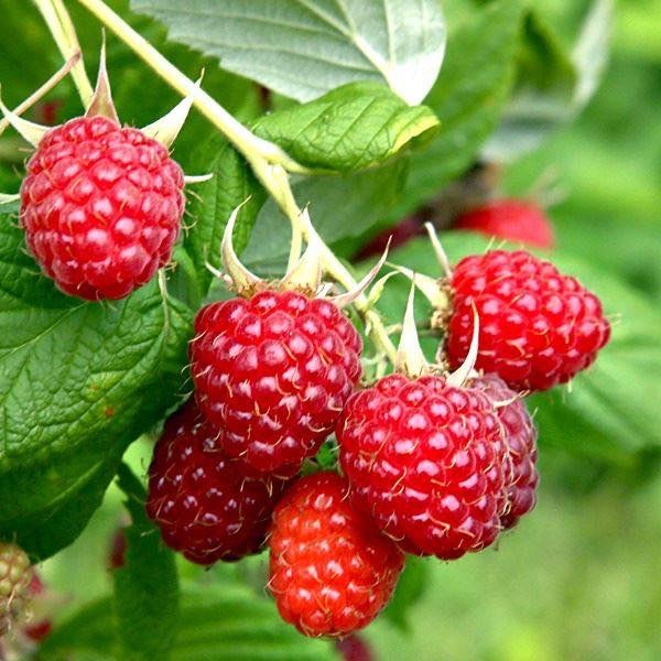 Raspberry - Polka – DNA Gardens